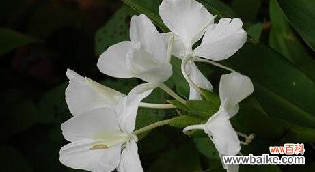 探索姜花的花语和蕴含的意义 姜花的花语和寓意