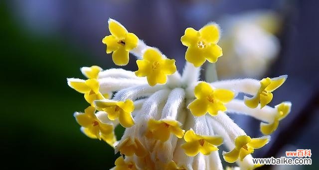 探寻以结香花的象征意义及文化内涵 以结香花的寓意是什么