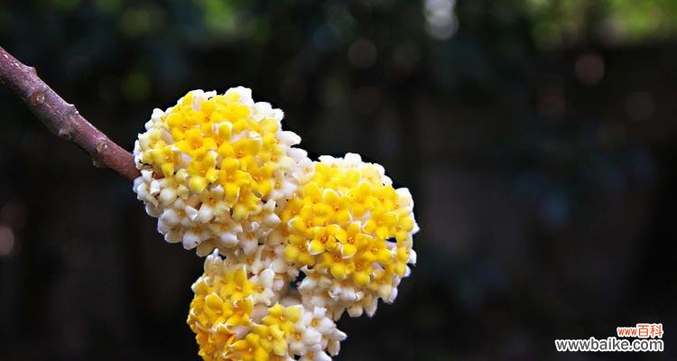 探寻以结香花的象征意义及文化内涵 以结香花的寓意是什么