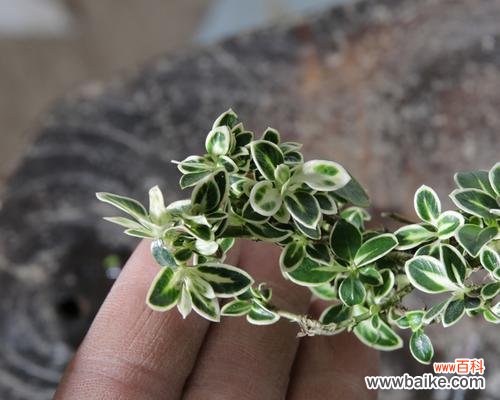 揭秘金边六月雪的神秘力量与吉祥寓意 金边六月雪