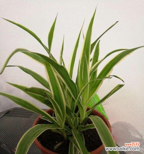 寓意吊兰花语的传承与演绎 金边吊兰——纯洁与和谐的象征