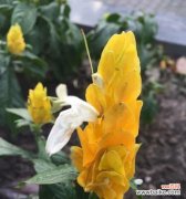 探寻金苞花的象征与意义 金苞花的花语之美