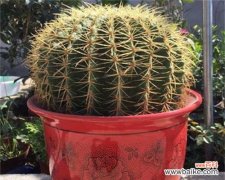 探寻金虎仙人球的传奇之旅 金虎仙人球