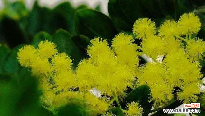 探寻金合欢花的背后故事 金合欢花语——灵动花海，寄托爱意