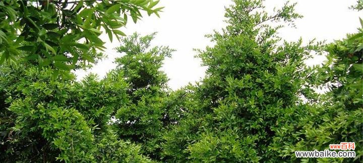 永恒之美 竹柏花语与传说