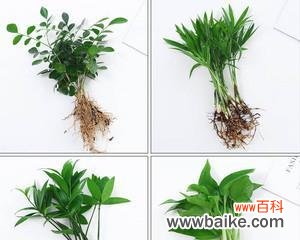 永恒之美 竹柏花语与传说