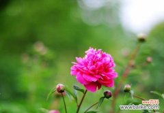 探索芍药花背后的神秘语言 芍药花的花语及含义解读