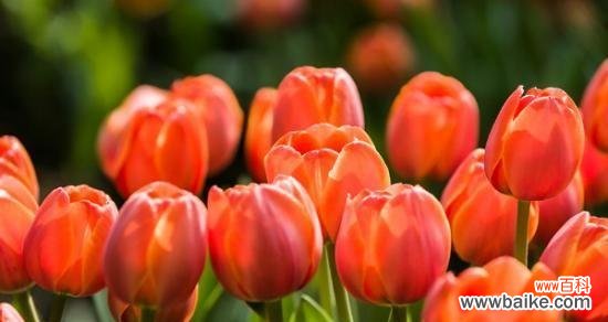 用花朵诠释新婚之喜 新娘花花语