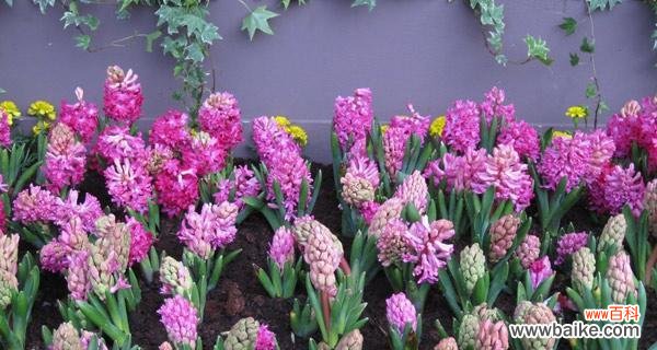 用花朵诠释新婚之喜 新娘花花语