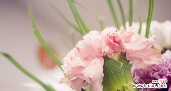 以黄色康乃馨传递爱和希望 康乃馨花语——温暖与关怀