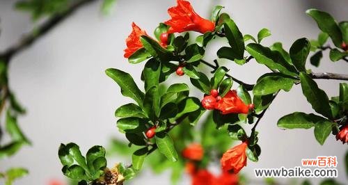 白兰花的纯洁与永恒 威海市花之美——白兰花的寓意与象征