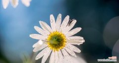 探寻雏菊花的意义与价值 雏菊花——坚强与希望的象征