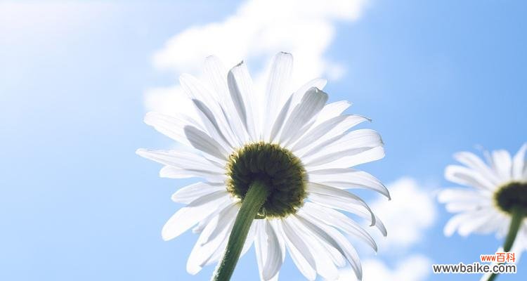 探寻雏菊花的意义与价值 雏菊花——坚强与希望的象征