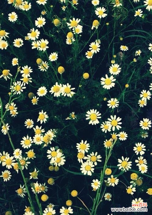 探寻雏菊花的意义与价值 雏菊花——坚强与希望的象征