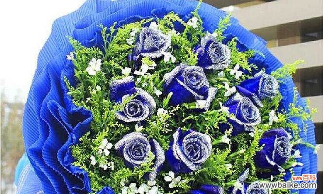 11朵蓝色妖姬所代表的深刻含义 蓝色妖姬的神秘寓意