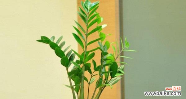 财富的滋养与成长 揭开金钱树的寓意之谜