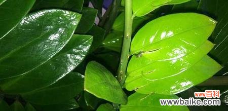 财富的滋养与成长 揭开金钱树的寓意之谜