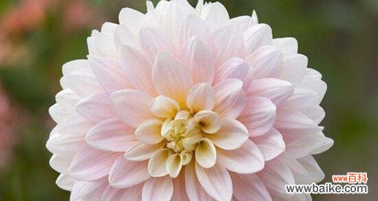 揭开金缕梅花语的神秘面纱 金缕梅