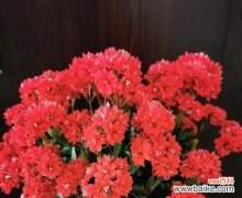 揭开金缕梅花语的神秘面纱 金缕梅