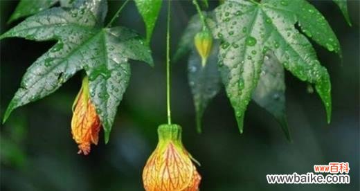 探寻金铃花的神秘花语 金铃花的花语与寓意