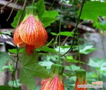 探寻金铃花的神秘花语 金铃花的花语与寓意