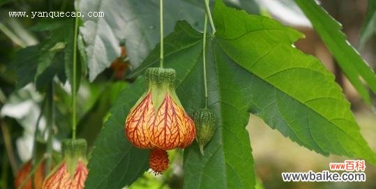 探寻金铃花的神秘花语 金铃花的花语与寓意