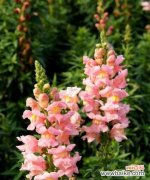 探寻金鱼草花语的内涵及象征意义 金鱼草的花语与意义