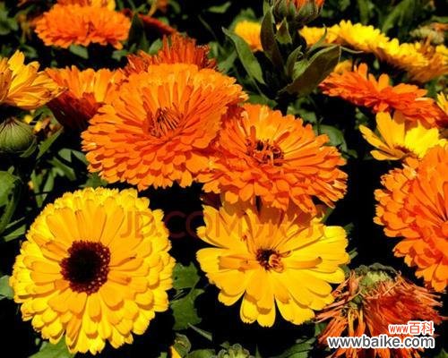 金盏花花语的深刻内涵与人文价值 金盏花花语之美——探寻花朵背后的含义