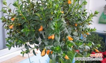 探索金鱼吊兰的吉祥寓意和风水意义 金鱼吊兰