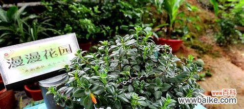 探索金鱼吊兰的吉祥寓意和风水意义 金鱼吊兰