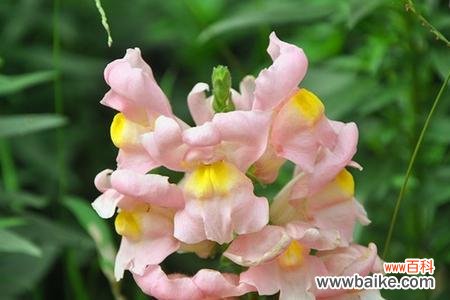 金鱼草的花语寓意与传说 探秘金鱼草的花语之美