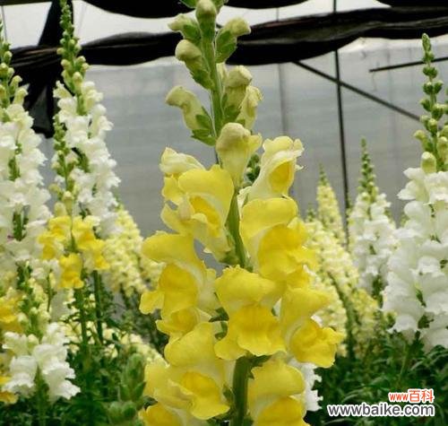 金鱼草的花语寓意与传说 探秘金鱼草的花语之美