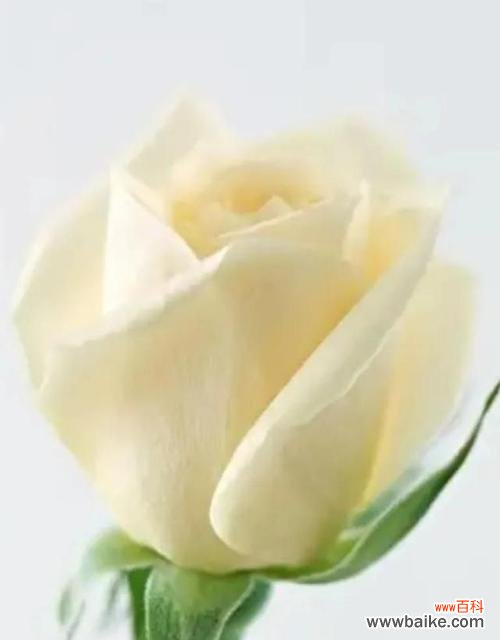 用玫瑰花语传递浓浓的爱意 九朵玫瑰花语揭示爱情的秘密