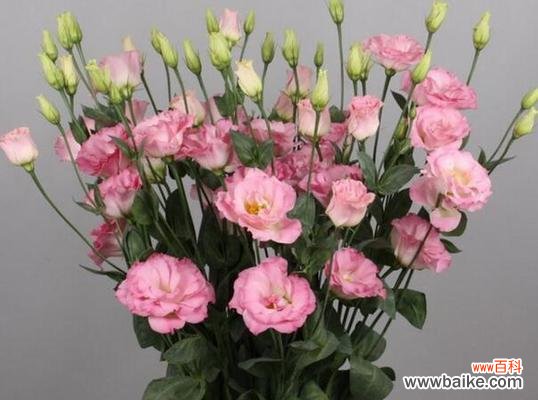 揭示桔梗花的深刻寓意 桔梗花的象征意义及文化传承