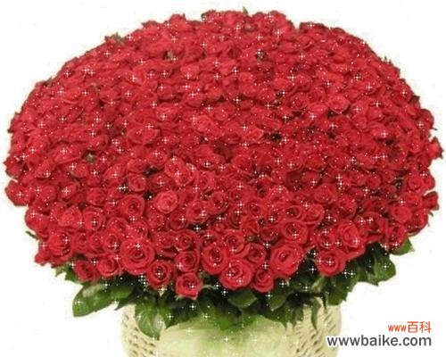 唯爱为纹身 九十九朵玫瑰