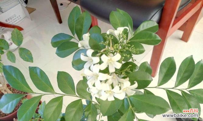 揭示九里香的芬芳与象征 九里香