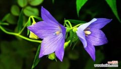 桔梗花花语及美丽图赏 桔梗花