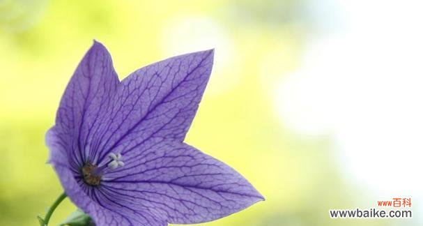 探寻桔梗花背后的花语之谜 桔梗花的花语及其象征意义