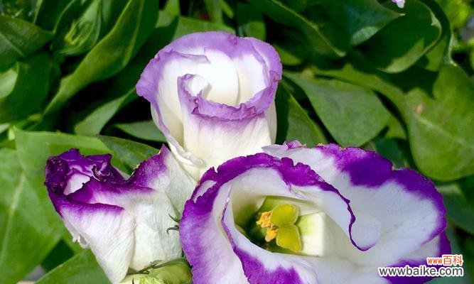 桔梗花的象征美丽和希望 桔梗花的花语与寓意