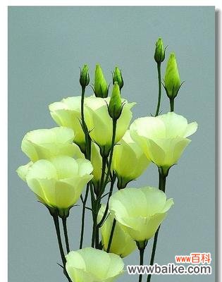 桔梗花的象征美丽和希望 桔梗花的花语与寓意