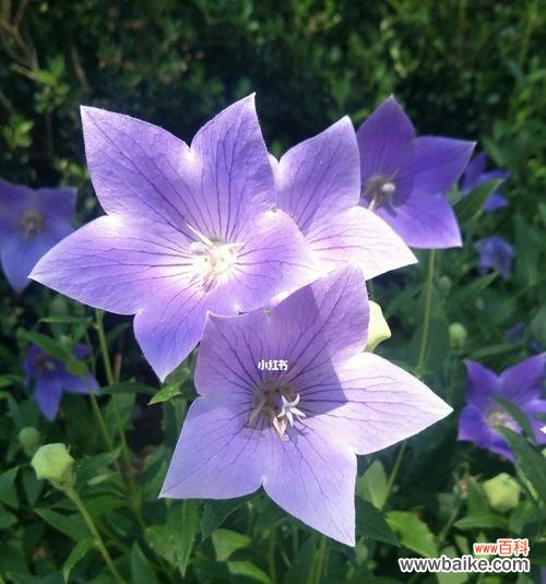 探索桔梗花的深意 桔梗花语