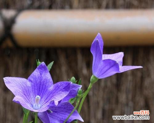 探索桔梗花的深意 桔梗花语