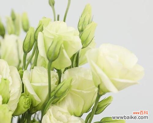 探索桔梗花的深意 桔梗花语