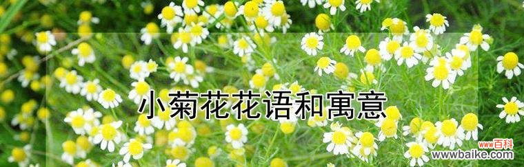 菊花之美 菊花的花语与寓意