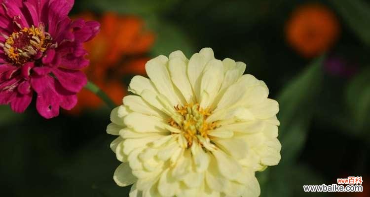 菊花之美 菊花的花语与寓意