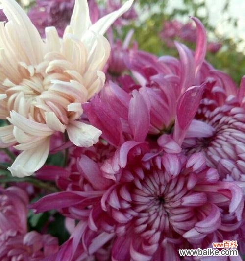 菊花之美 菊花的花语与寓意