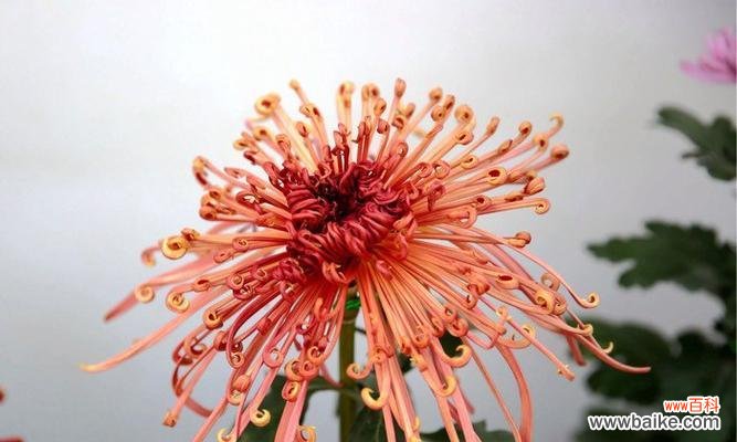 菊花的象征意义及文化内涵