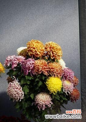 菊花的象征意义及文化内涵