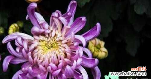 探究菊花的象征意义和传达的花语 菊花的象征意义和花语