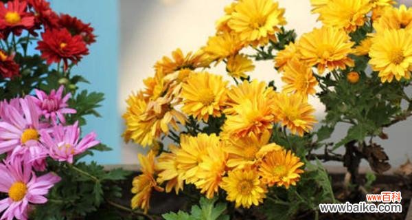 揭开菊花的秘密 菊花的特点和象征意义